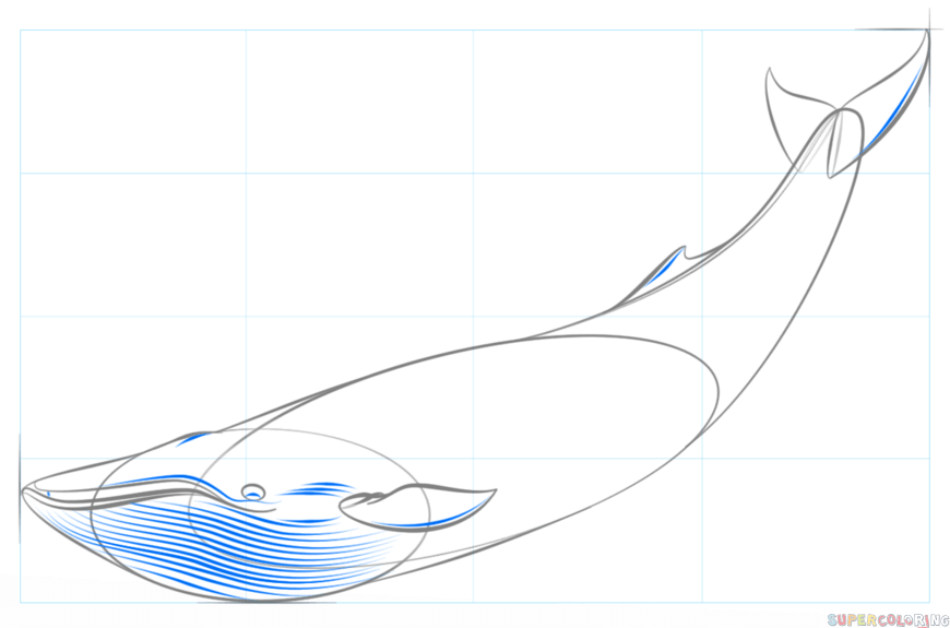jak narysować płetwala błękitnego krok 6