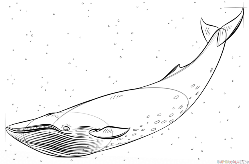 jak narysować płetwala błękitnego krok 7