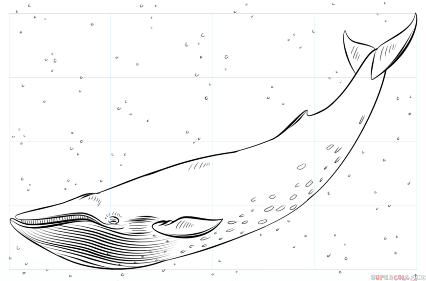 jak narysować płetwala błękitnego