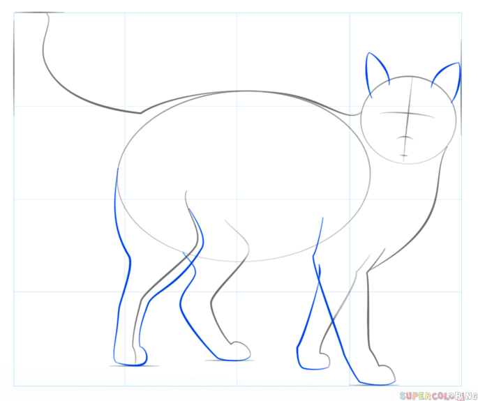 jak narysować prawdziwego kota krok 4