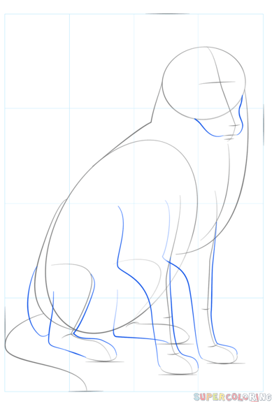 jak narysować psa border collie krok 4