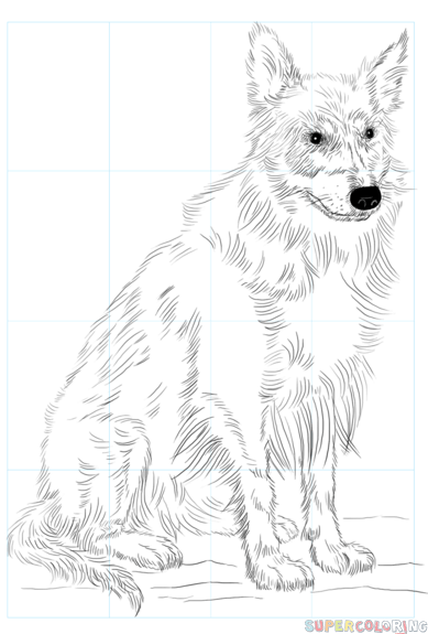 jak narysować psa border collie