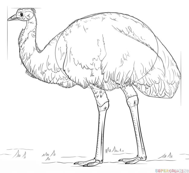jak narysować ptaka emu krok 7