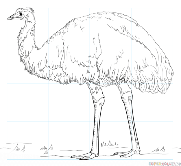 jak narysować ptaka emu