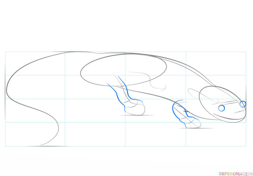 jak narysować salamandrę krok 4