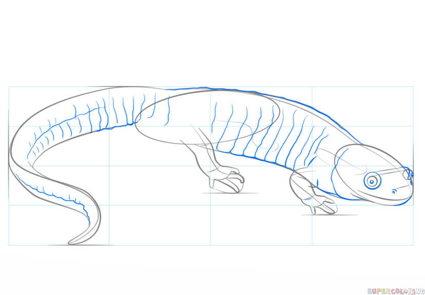 jak narysować salamandrę krok 6