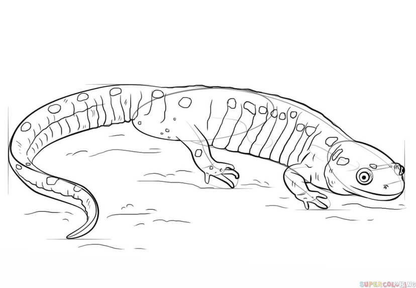 jak narysować salamandrę krok 7