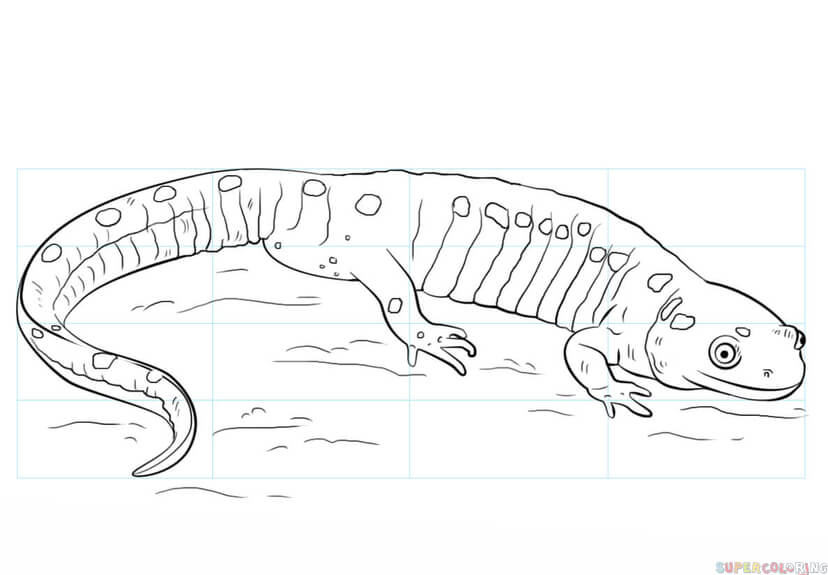 jak narysować salamandrę
