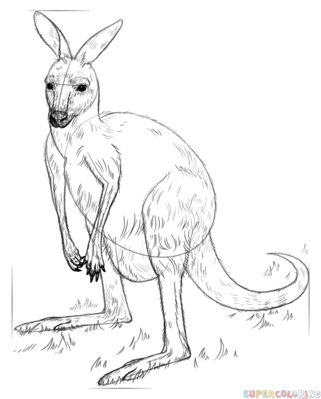jak narysować ślicznego kangurka krok 8