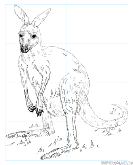 jak narysować ślicznego kangurka