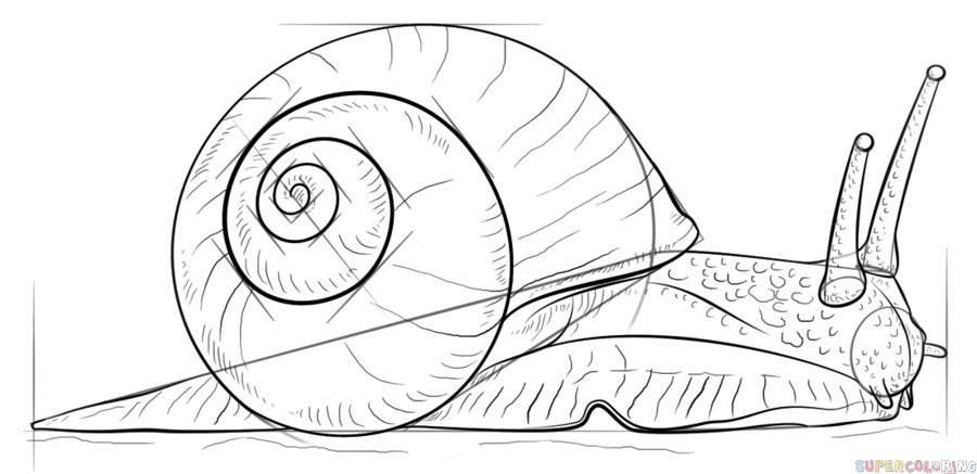 jak narysować ślimaka krok 8