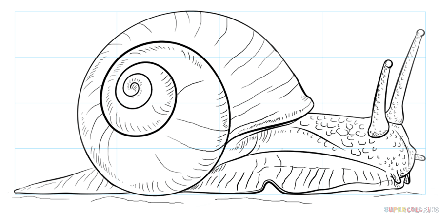 jak narysować ślimaka