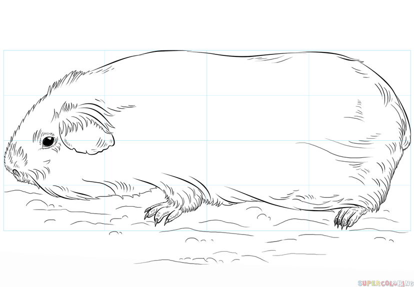 jak narysować świnkę morską