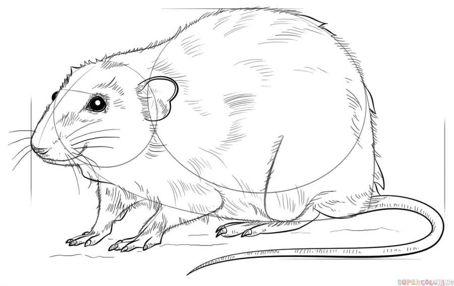 jak narysować szczura krok 8
