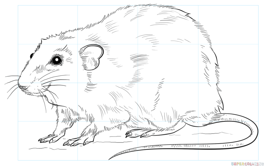 jak narysować szczura krok 9