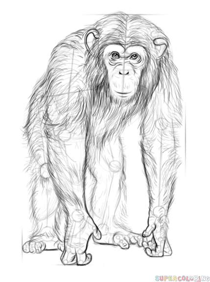 jak narysować szympansa krok 7