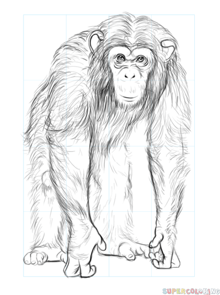 jak narysować szympansa krok 8