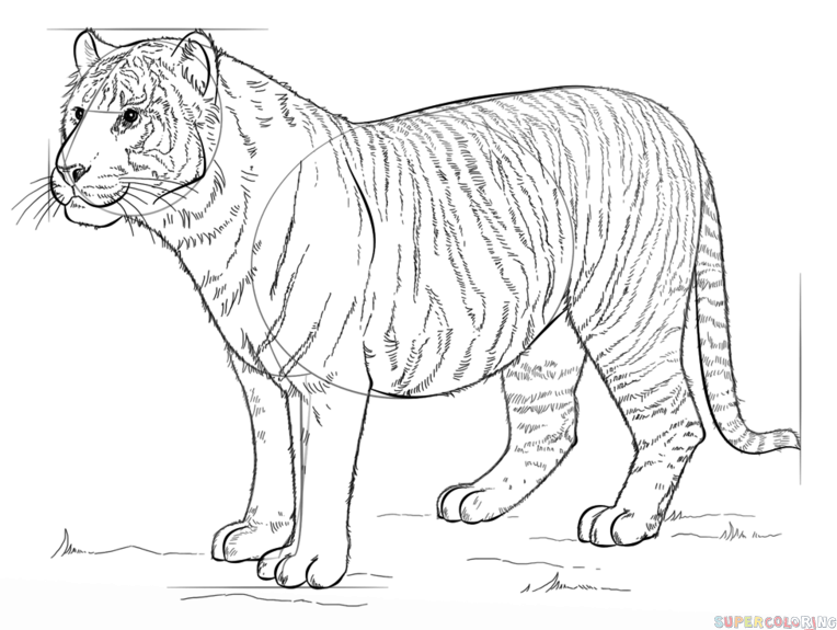 jak narysować tygrysa bengalskiego krok 8
