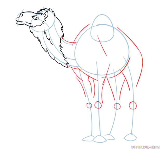 jak narysować wielbłąda krok 4
