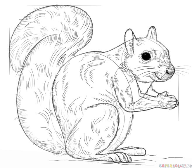 jak narysować wiewiórkę krok 8