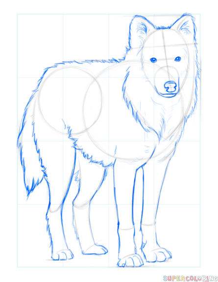 jak narysować wilka arktycznego krok 5