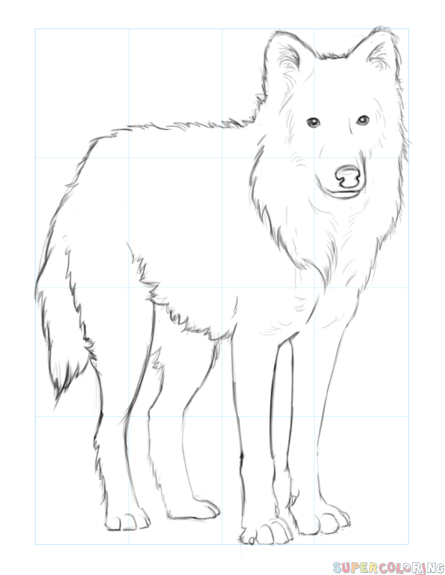 jak narysować wilka arktycznego krok 7
