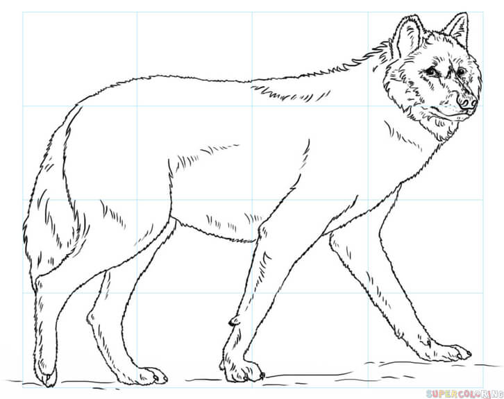 jak narysować wilka