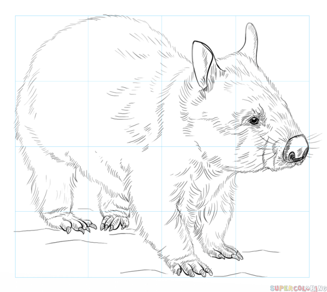 jak narysować wombata krok 8