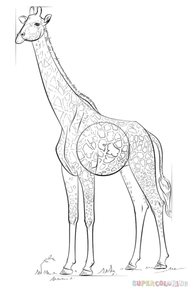 jak narysować żyrafę krok 8