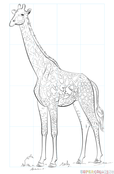 jak narysować żyrafę